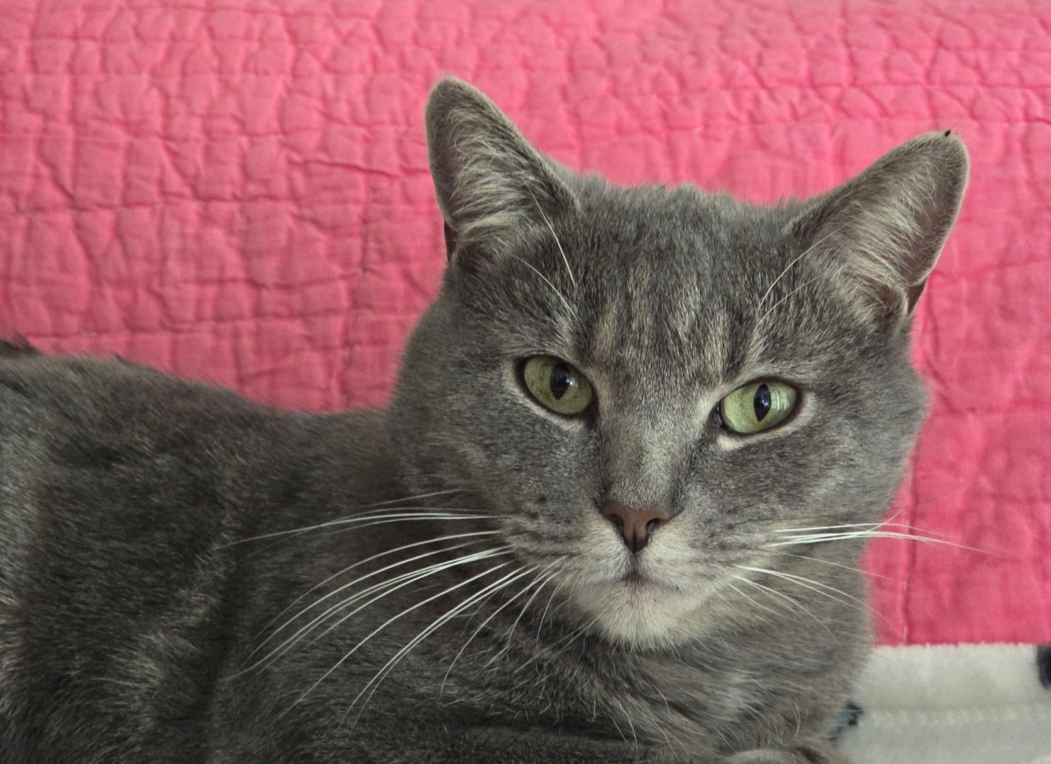 VIOLET - Domestic Short Hair available for adoption