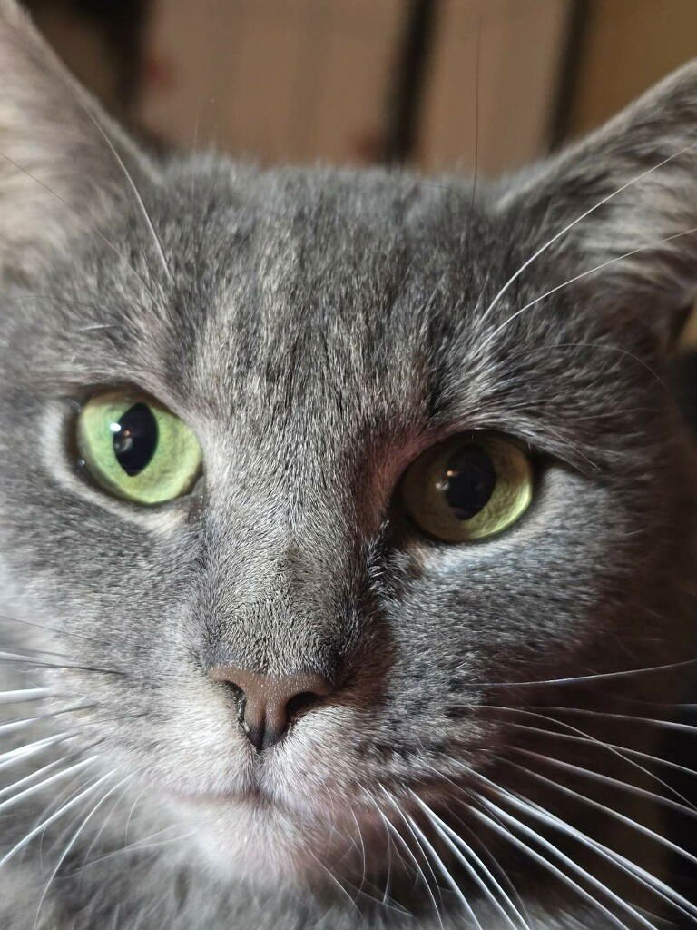 VIOLET - Domestic Short Hair available for adoption