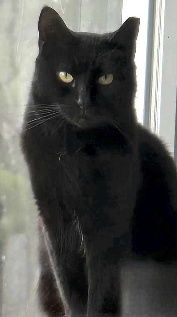 PETUNIA - Domestic Short Hair available for adoption