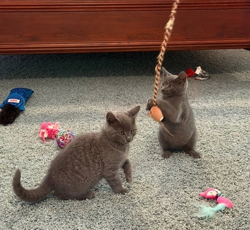 WILLOUGHBY - Domestic Short Hair / Russian Blue available for adoption