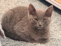 Winston - Photo 3