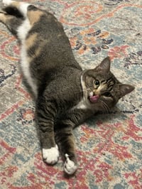 Buttercup aka Blinkie - Photo 1