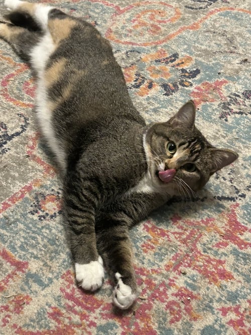 BUTTERCUP AKA BLINKIE - Domestic Short Hair available for adoption