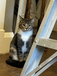 Buttercup aka Blinkie - Photo 6
