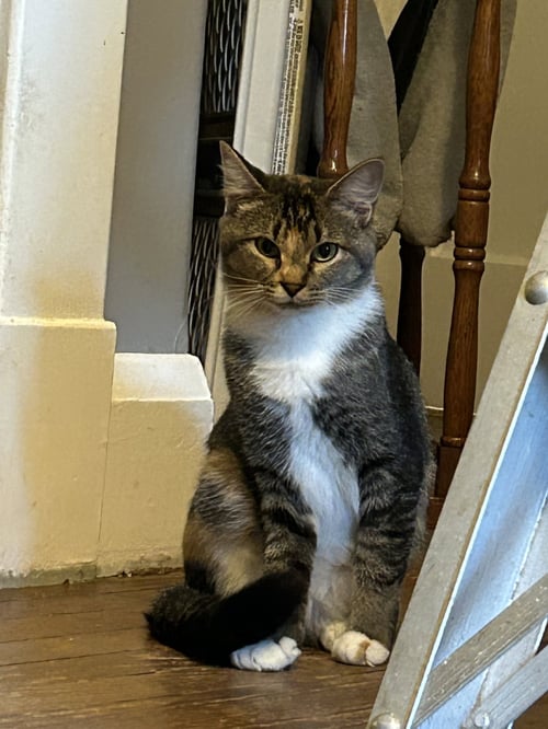 BUTTERCUP AKA BLINKIE - Domestic Short Hair available for adoption