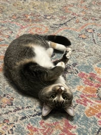 Buttercup aka Blinkie - Photo 3
