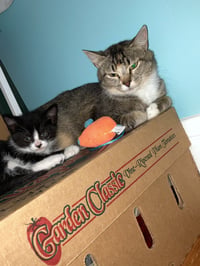 Buttercup aka Blinkie - Photo 4
