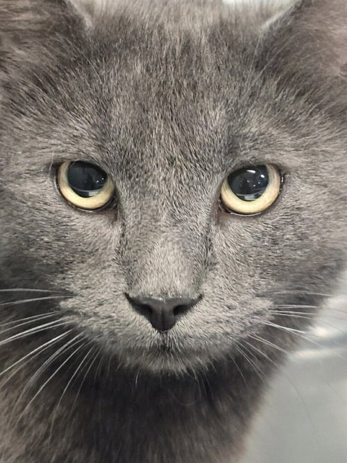 MR. MCFEELY - Domestic Short Hair / Russian Blue for adoption in Baltimore