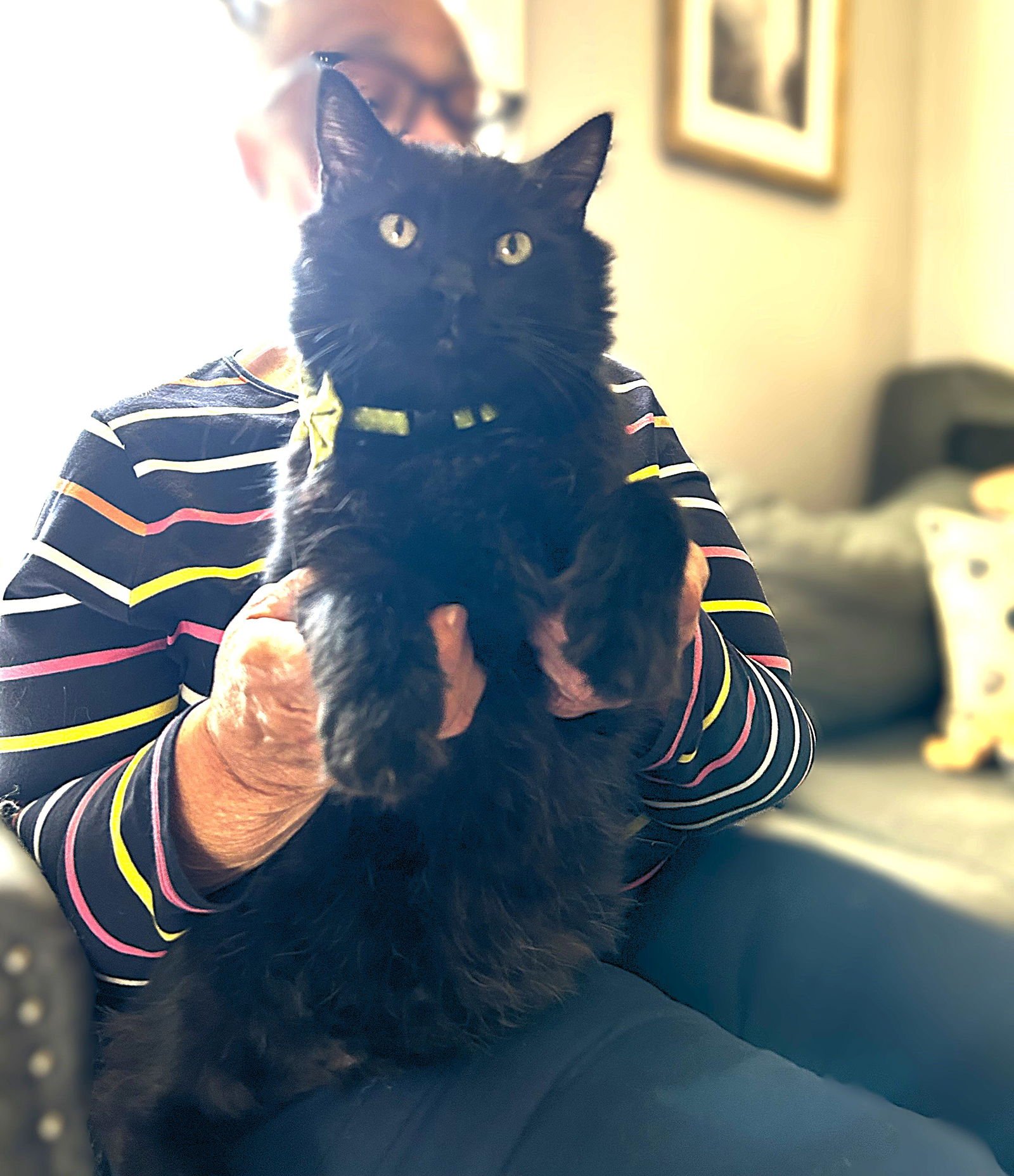 PEDRO PAWSCAL - Domestic Short Hair for adoption in Baltimore