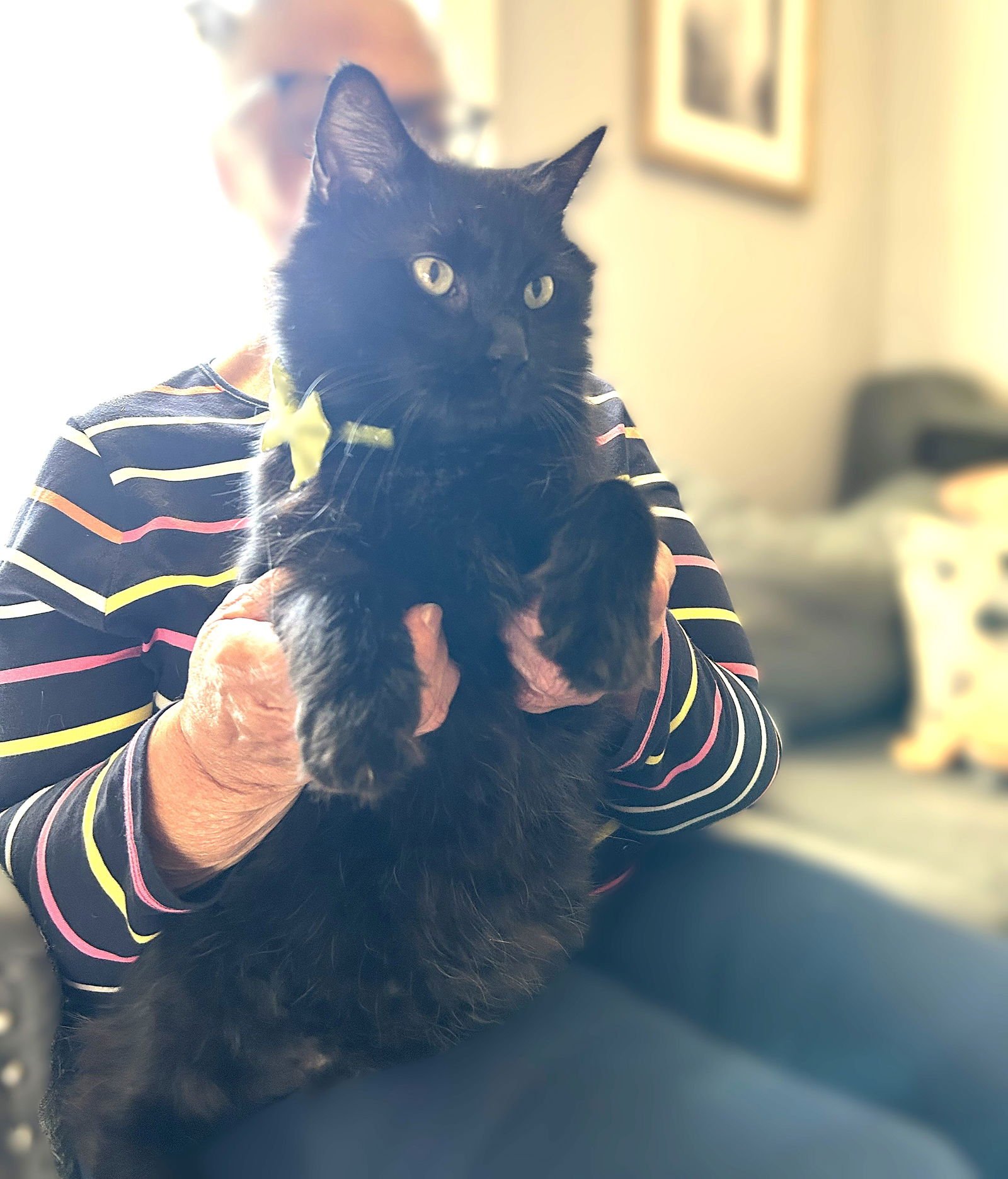 Pedro Pawscal - Photo 2