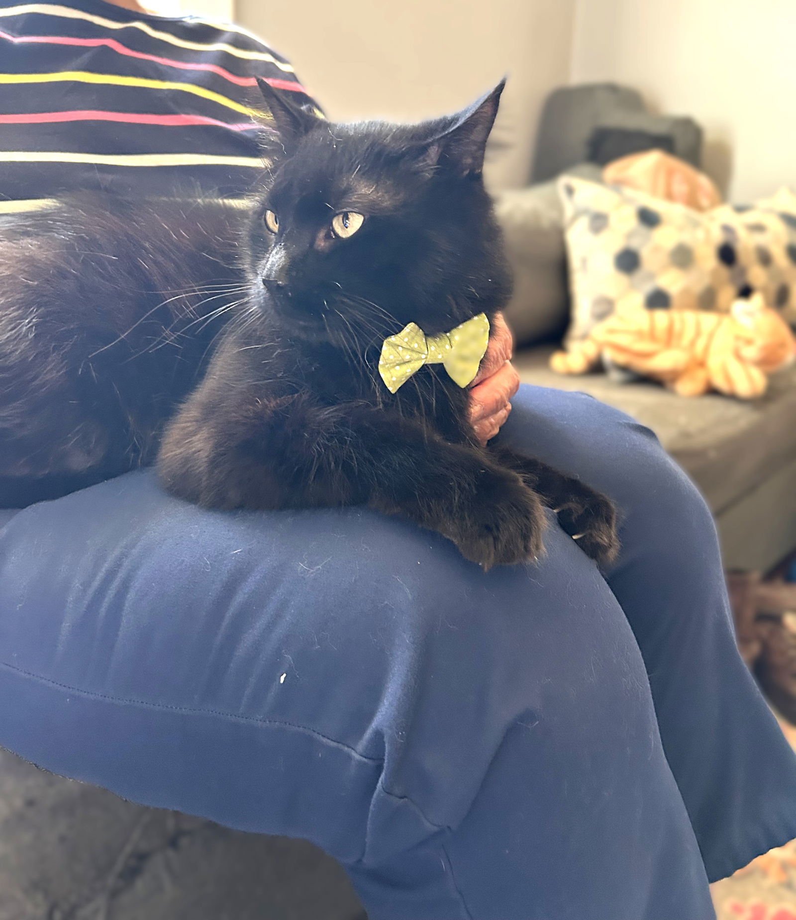 Pedro Pawscal - Photo 3