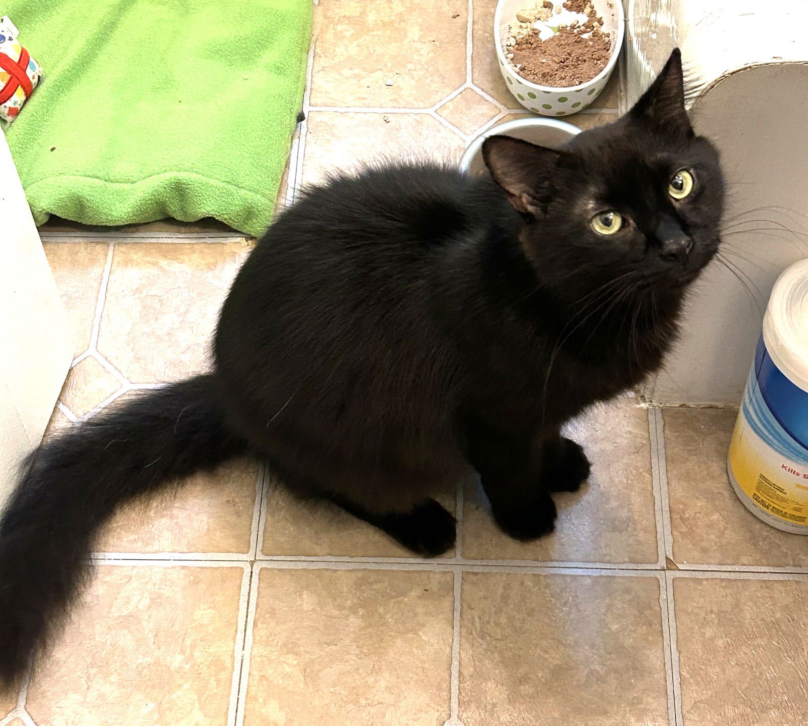 Pedro Pawscal - Photo 4