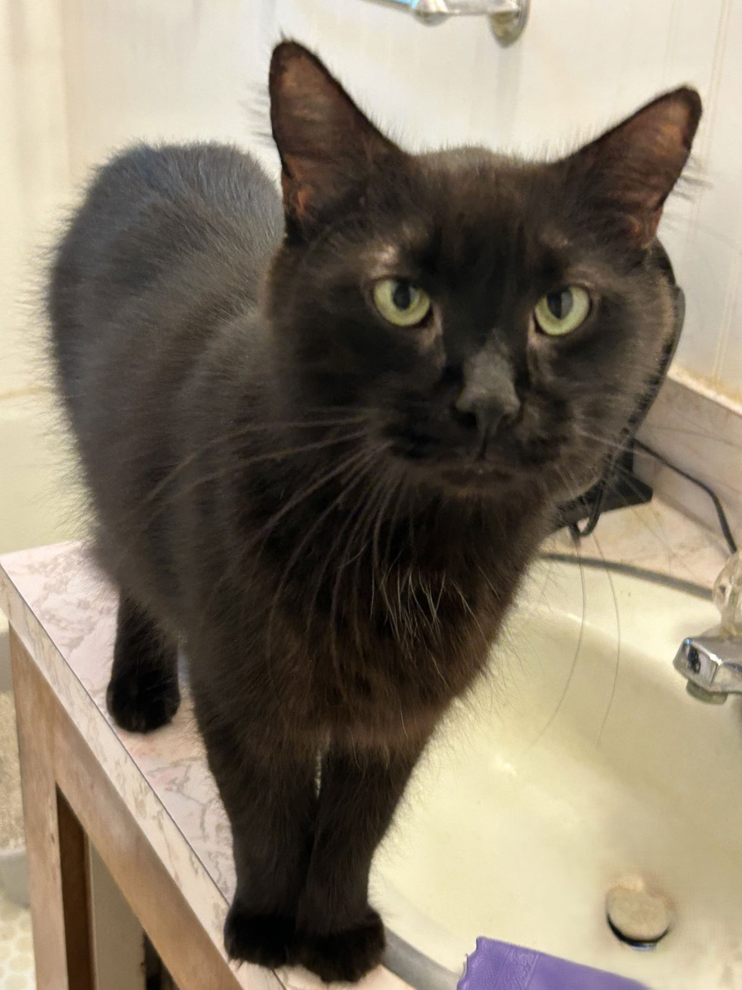 Pedro Pawscal - Photo 5