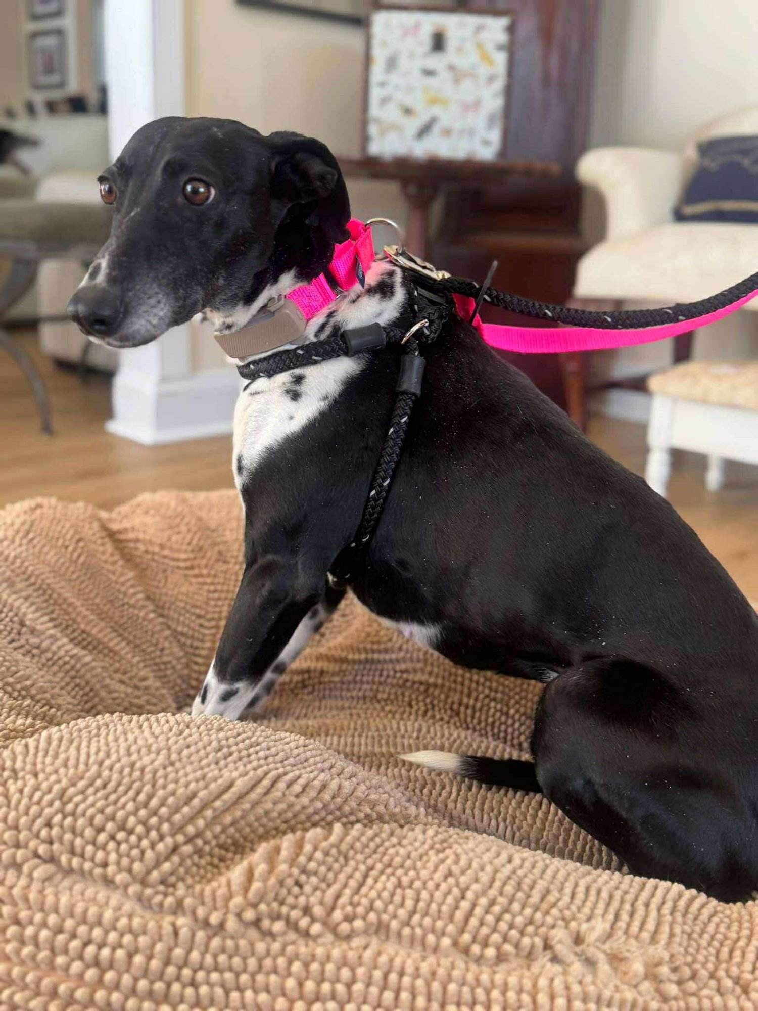 JESSIE - Whippet available for adoption