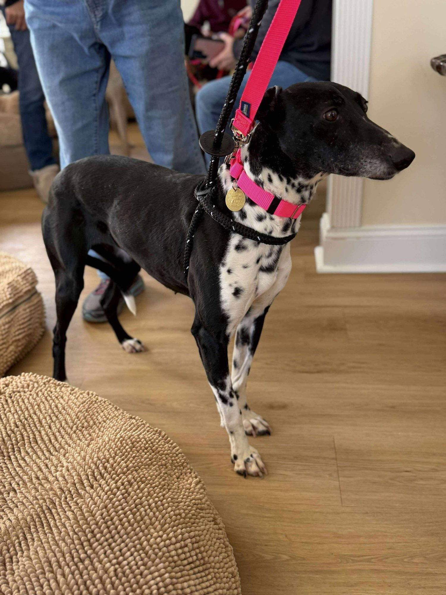 JESSIE - Whippet available for adoption
