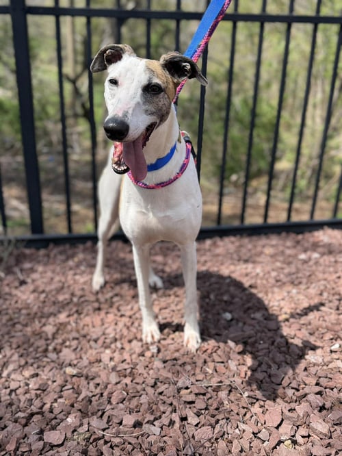 QIAN QIAN - Greyhound available for adoption