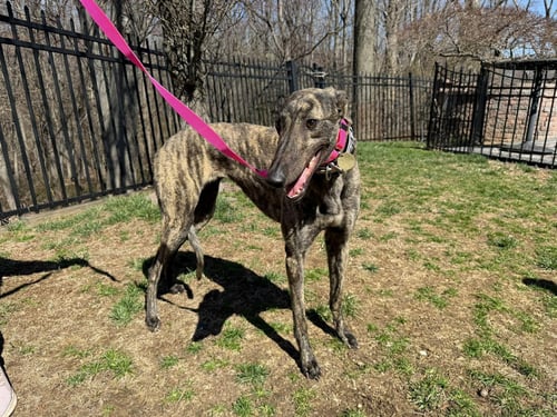 THREADS N GIGGLES - Greyhound available for adoption