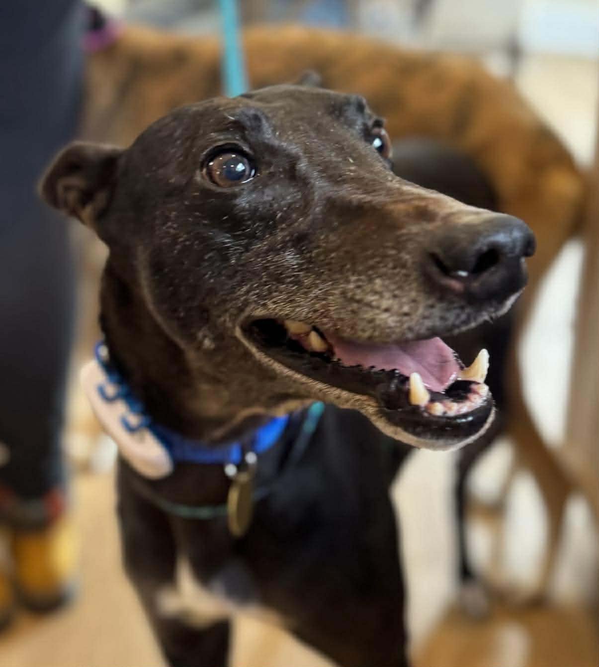 DARON - Greyhound available for adoption