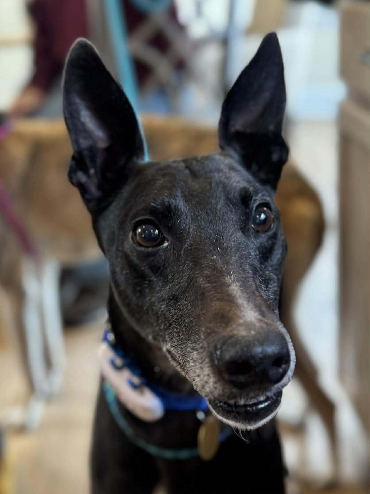 DARON - Greyhound available for adoption