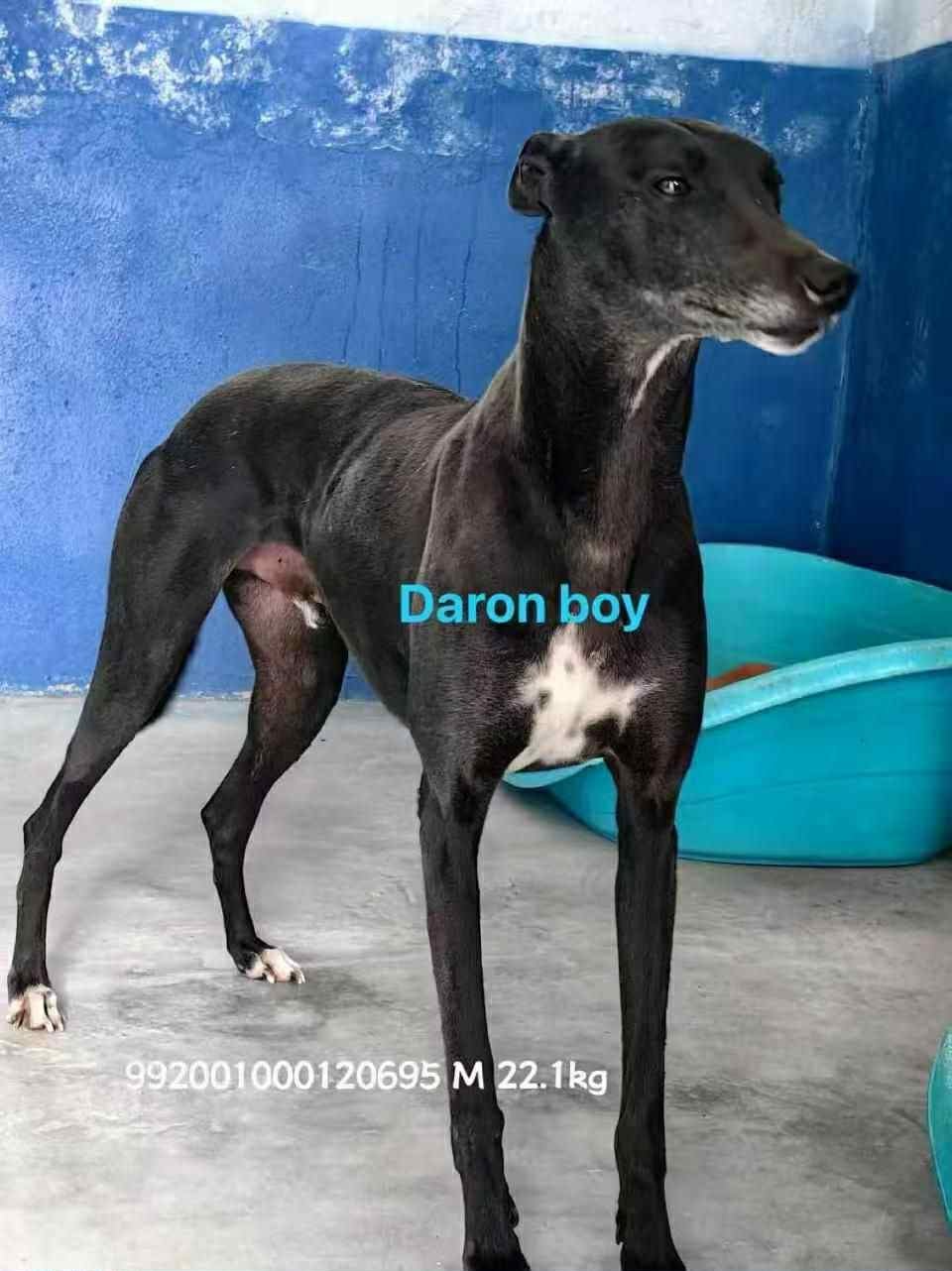 Daron - Photo 4