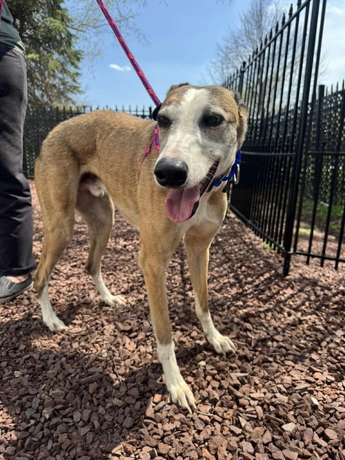 ANDY - Greyhound available for adoption