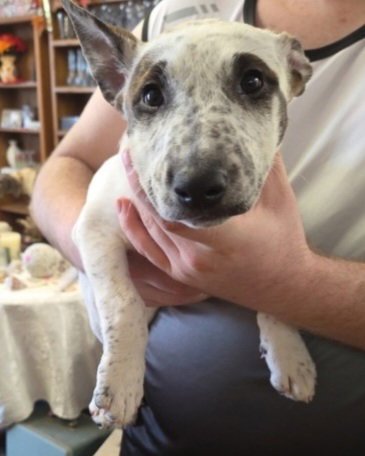 PIPER ( DOB 2/24/2026)