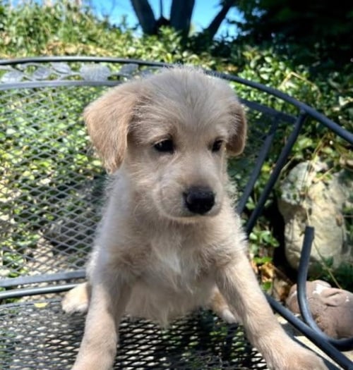 ZANDER - Poodle (Miniature) / Cocker Spaniel available for adoption