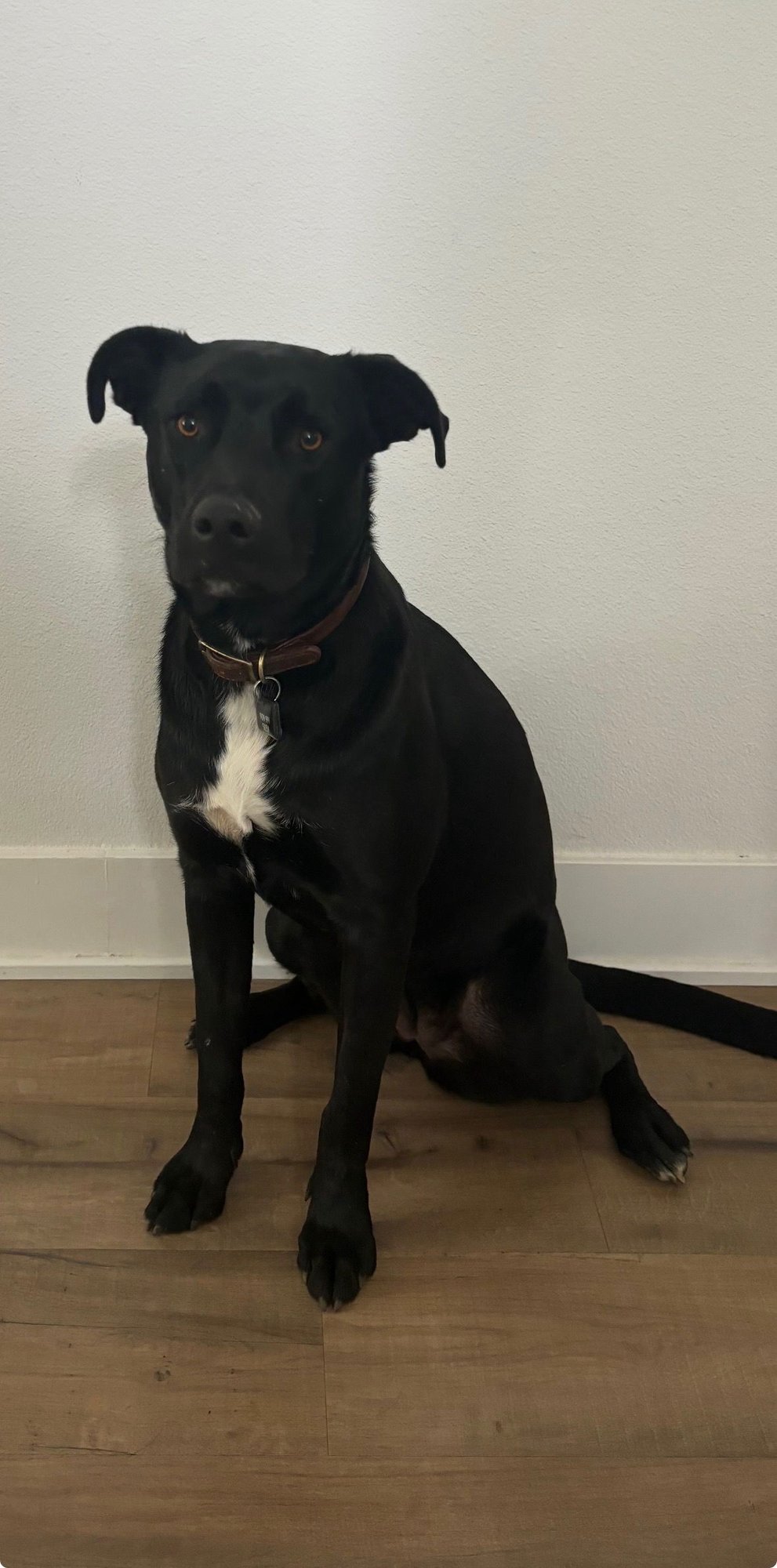 DANIELLE - Black Labrador Retriever / Border Collie available for adoption