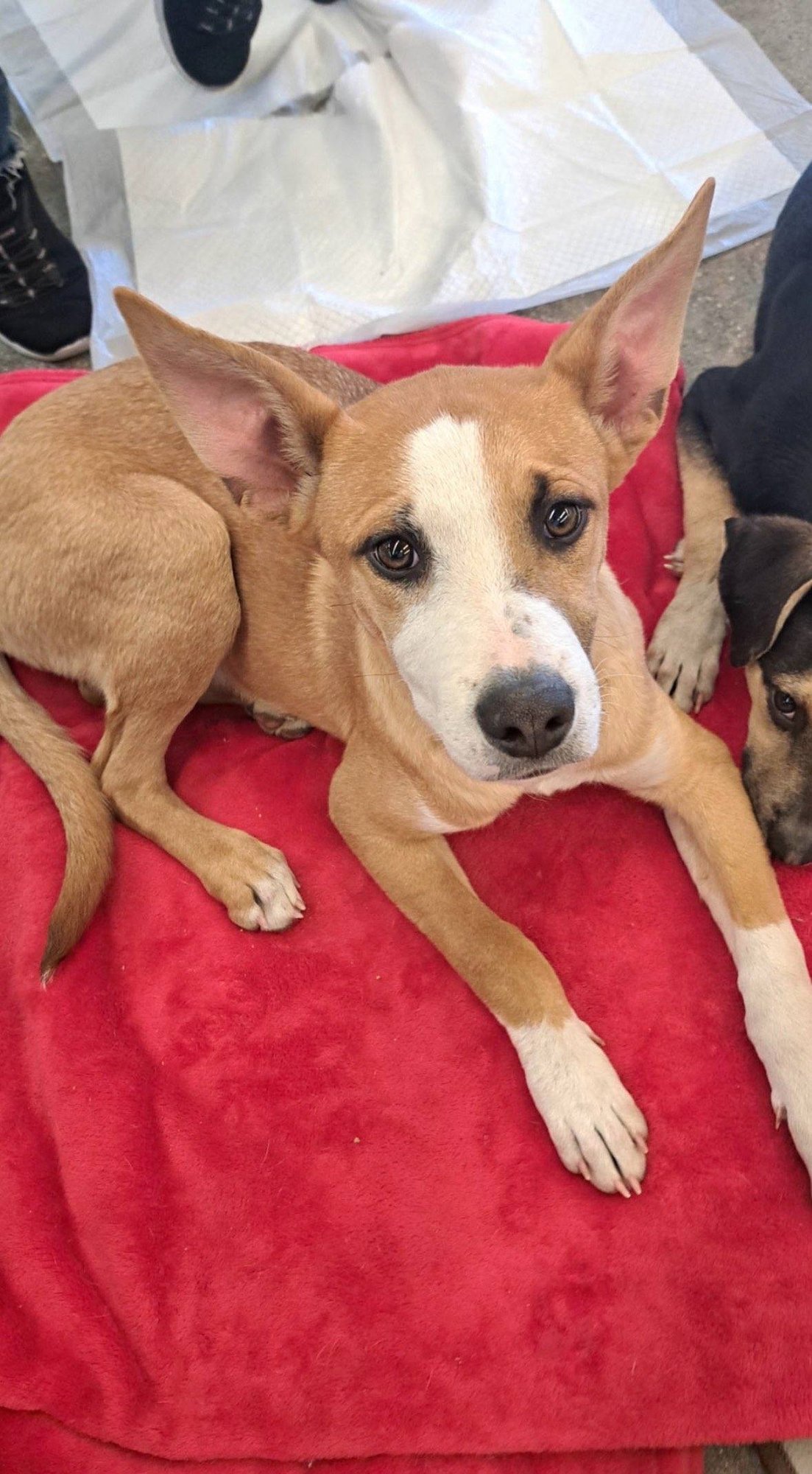 MELLO - Australian Shepherd available for adoption