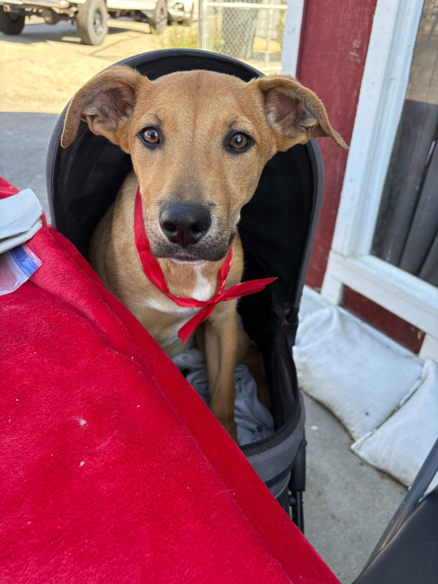 MARCUS - Australian Shepherd available for adoption