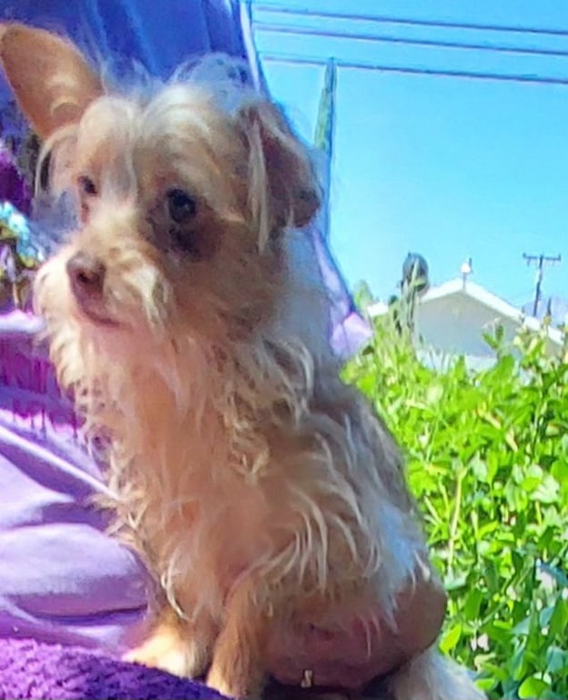 Maddie Image