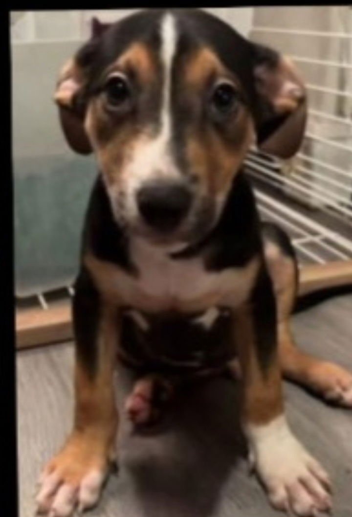 MR .MELVIN - Australian Shepherd available for adoption