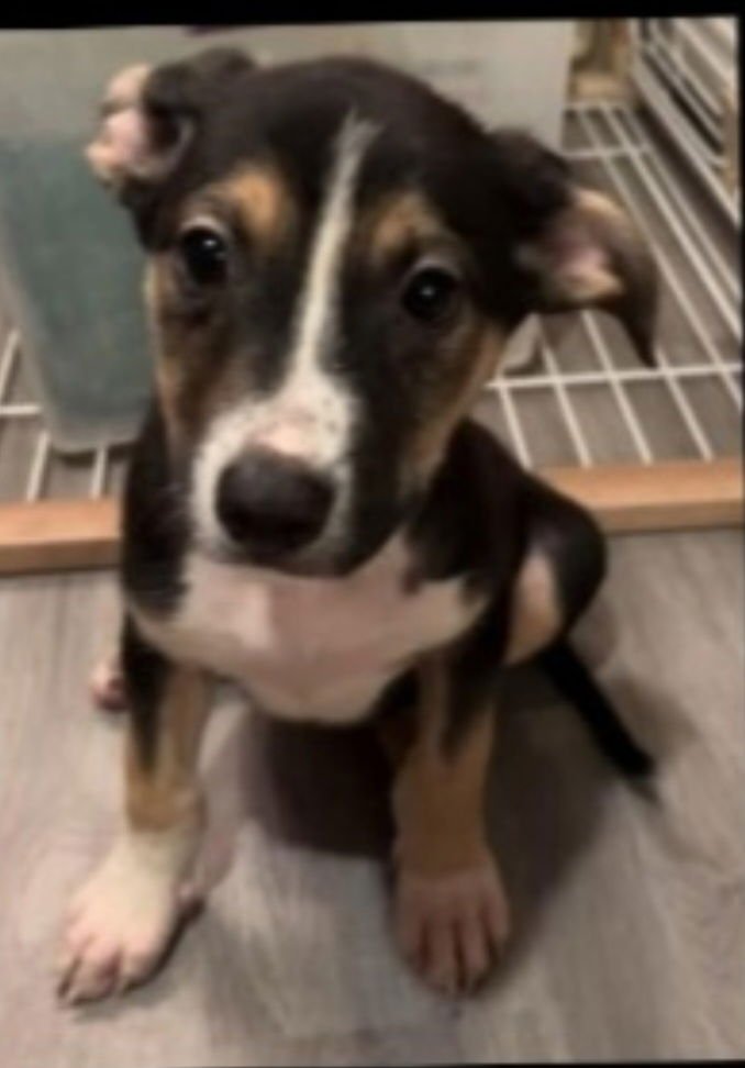 MEO - Australian Shepherd available for adoption