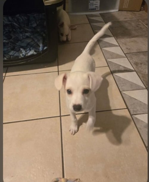 WAFFLES - Chihuahua available for adoption
