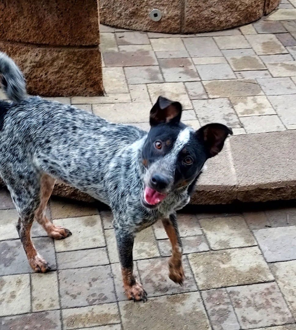 BILLIE - Queensland Heeler available for adoption