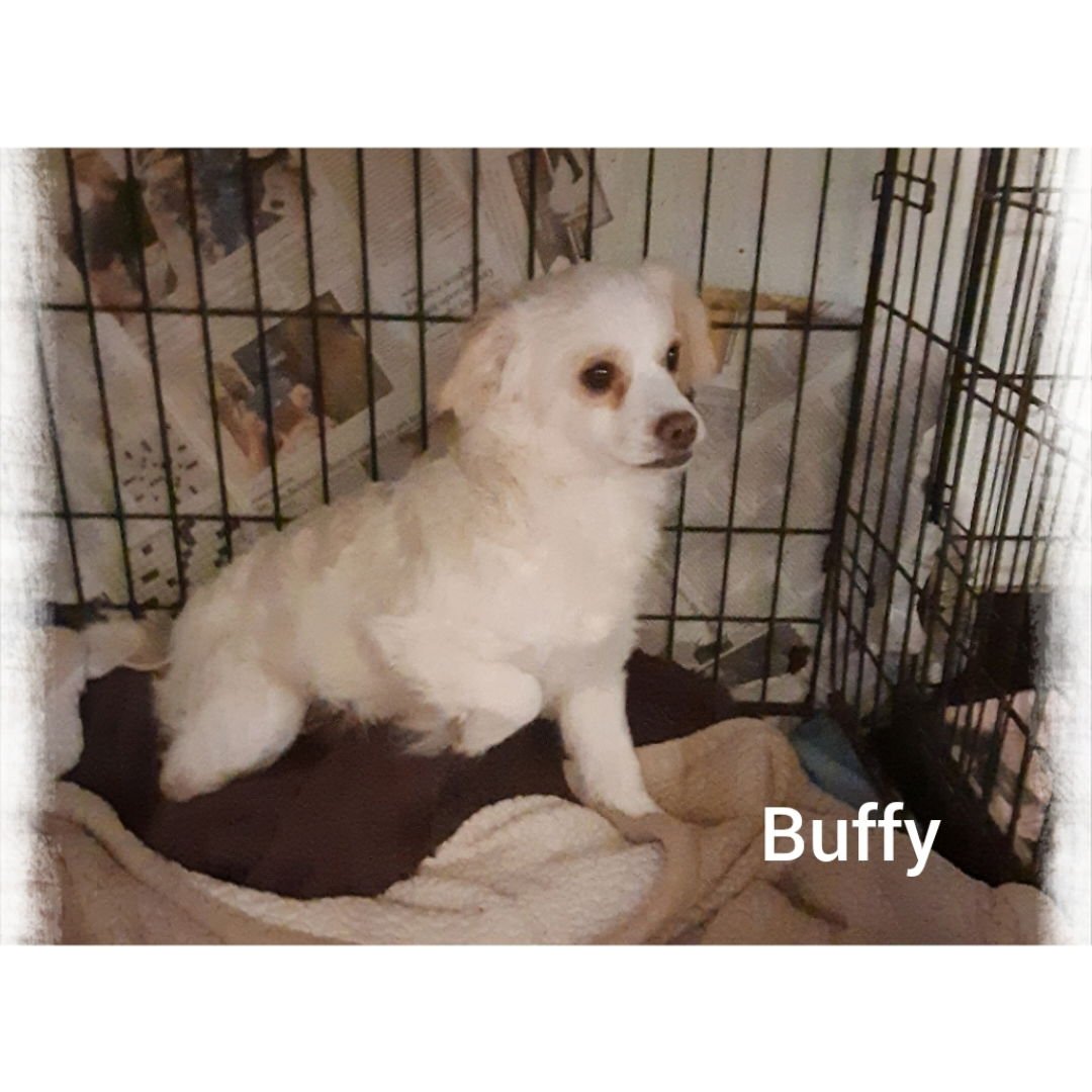 BUFFY - Pomeranian / Poodle (Miniature) available for adoption