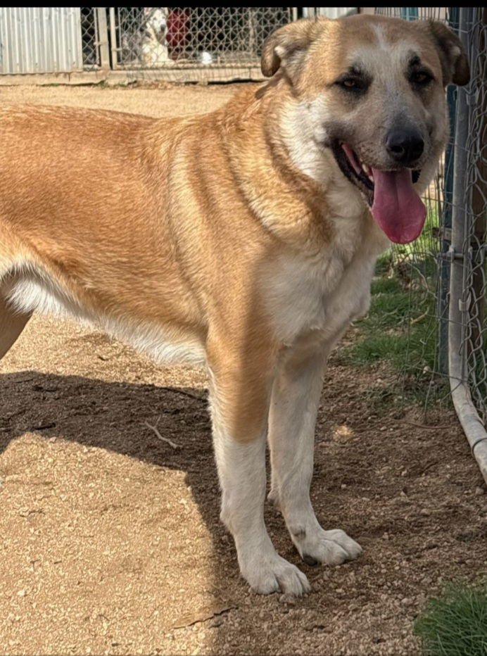 ASTRO - Saint Bernard available for adoption