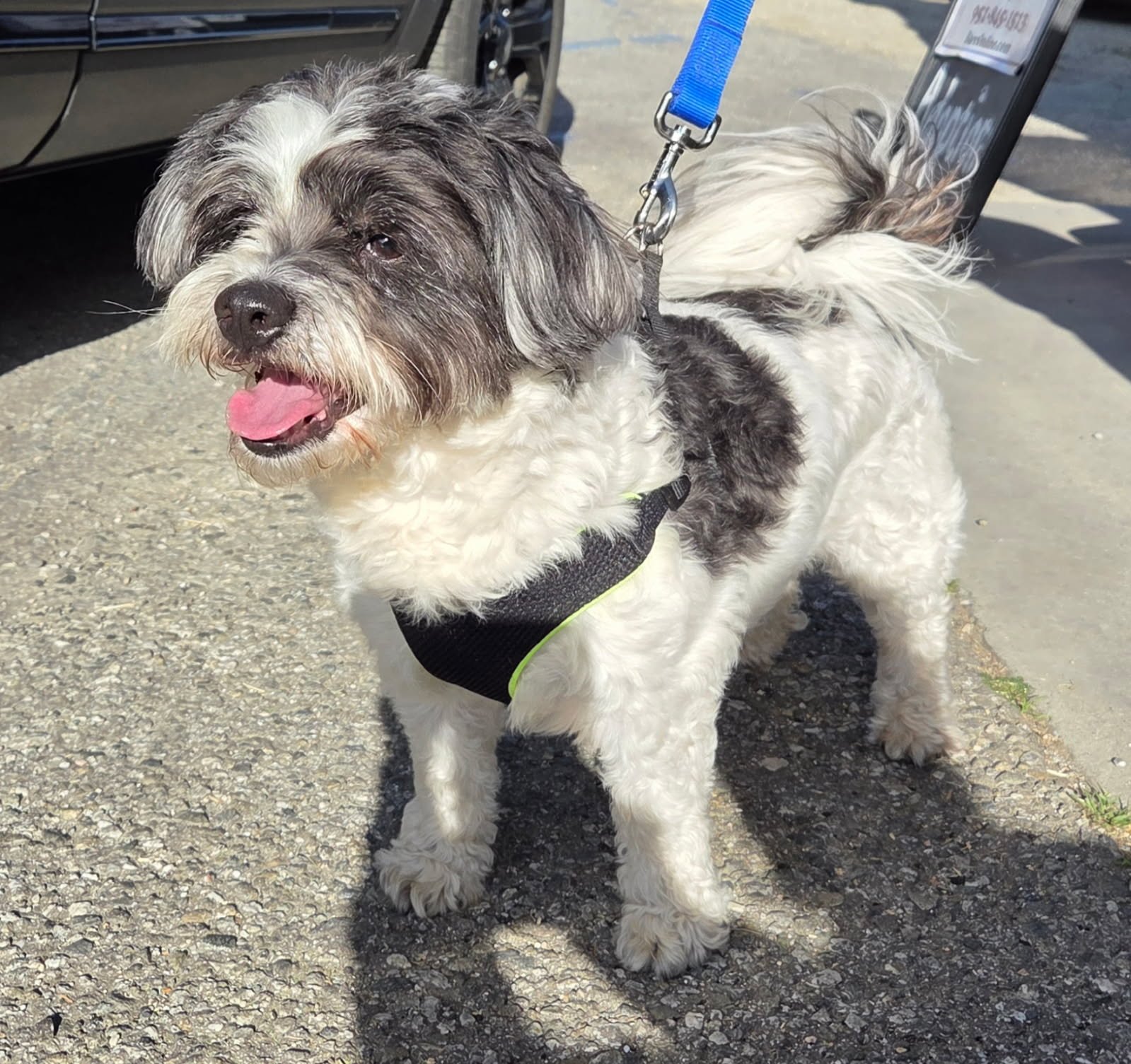 ROMEO - Lhasa Apso available for adoption