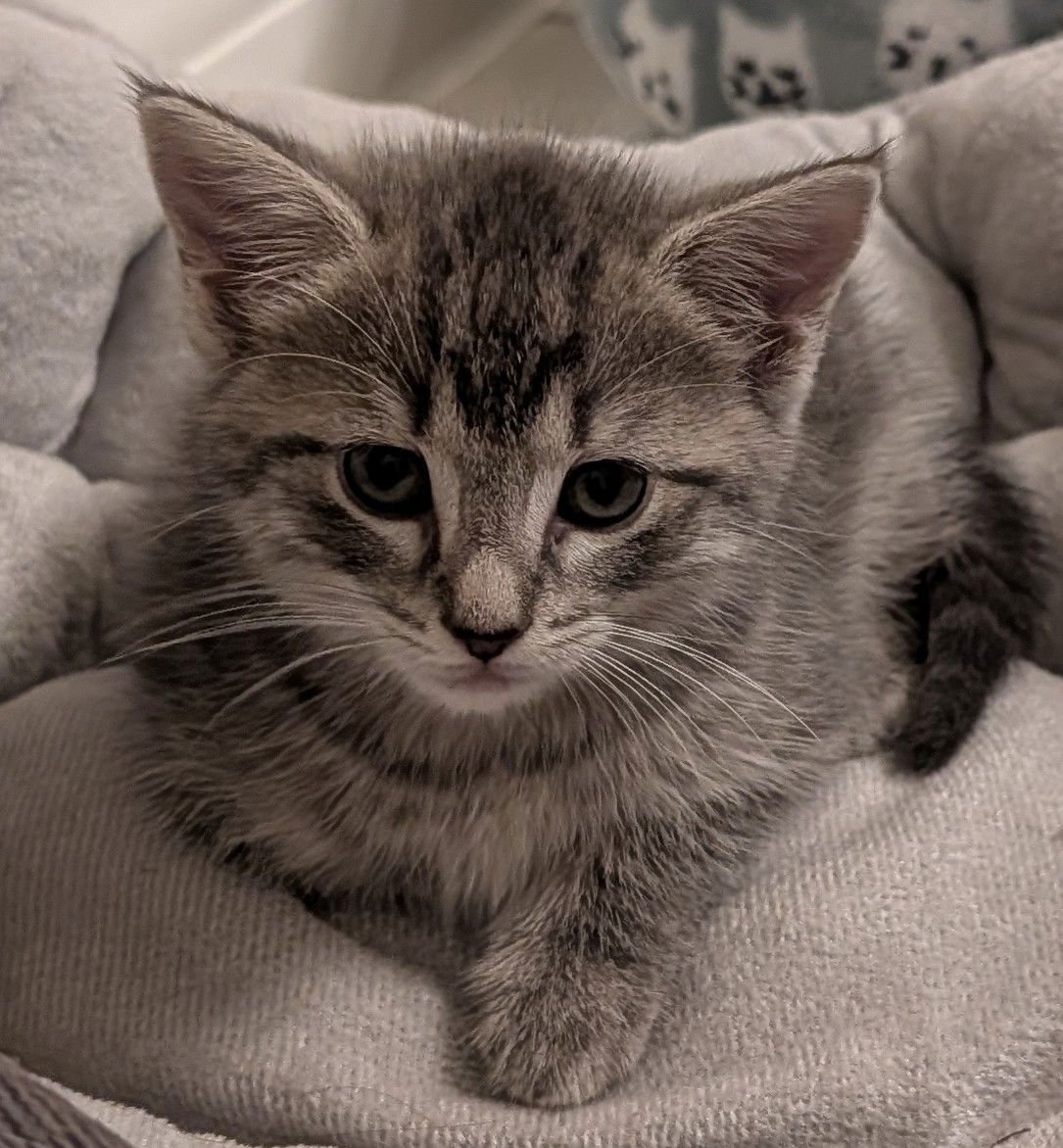 ELIZABETH 10.15.25 - Domestic Short Hair available for adoption