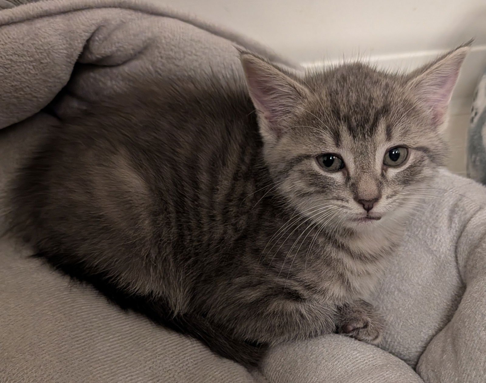 ELIZABETH 10.15.25 - Domestic Short Hair available for adoption