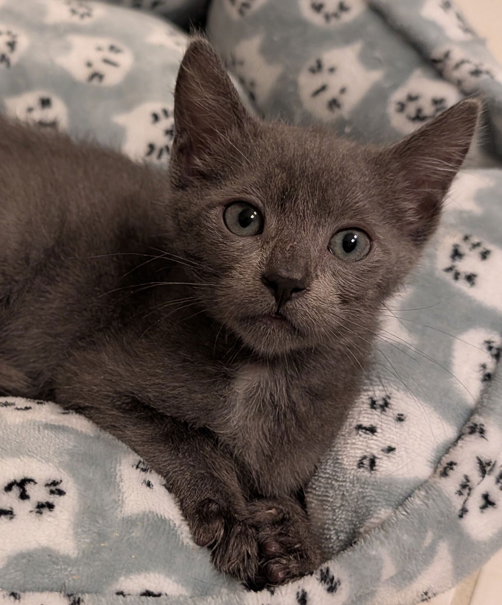 BRAMBLE 9.27.25 - Domestic Short Hair available for adoption