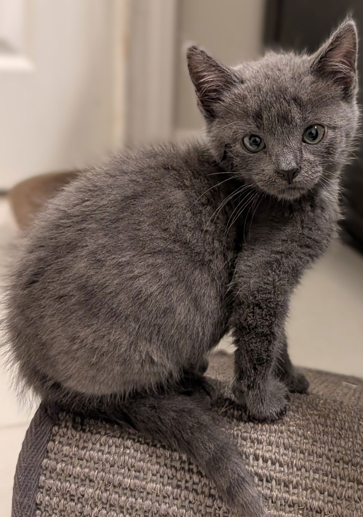 PEARL 10.3.25 - Domestic Short Hair available for adoption