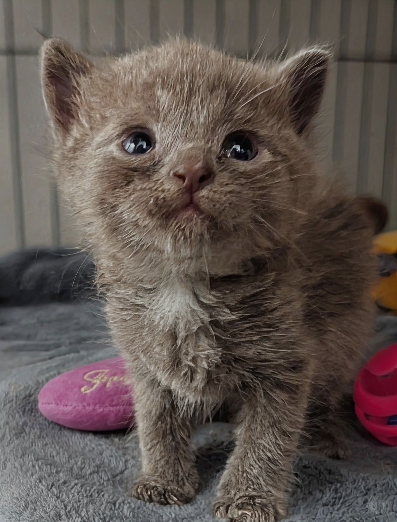 Pearl 10.3.25 - Photo 3