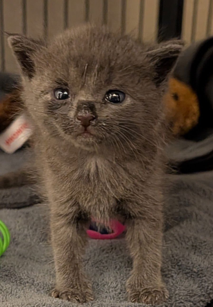 Pearl 10.3.25 - Photo 4