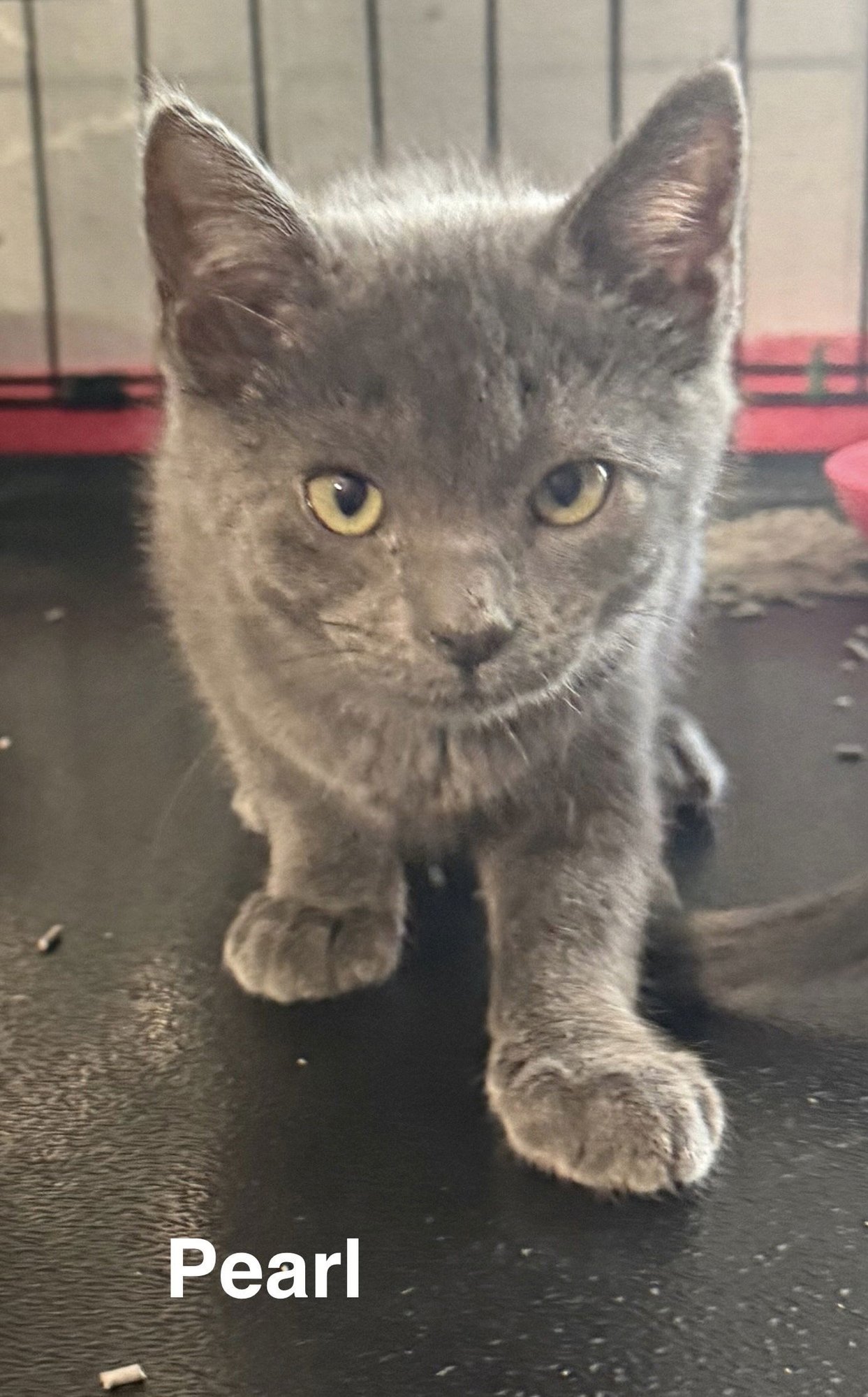 Pearl 10.3.25 - Photo 5