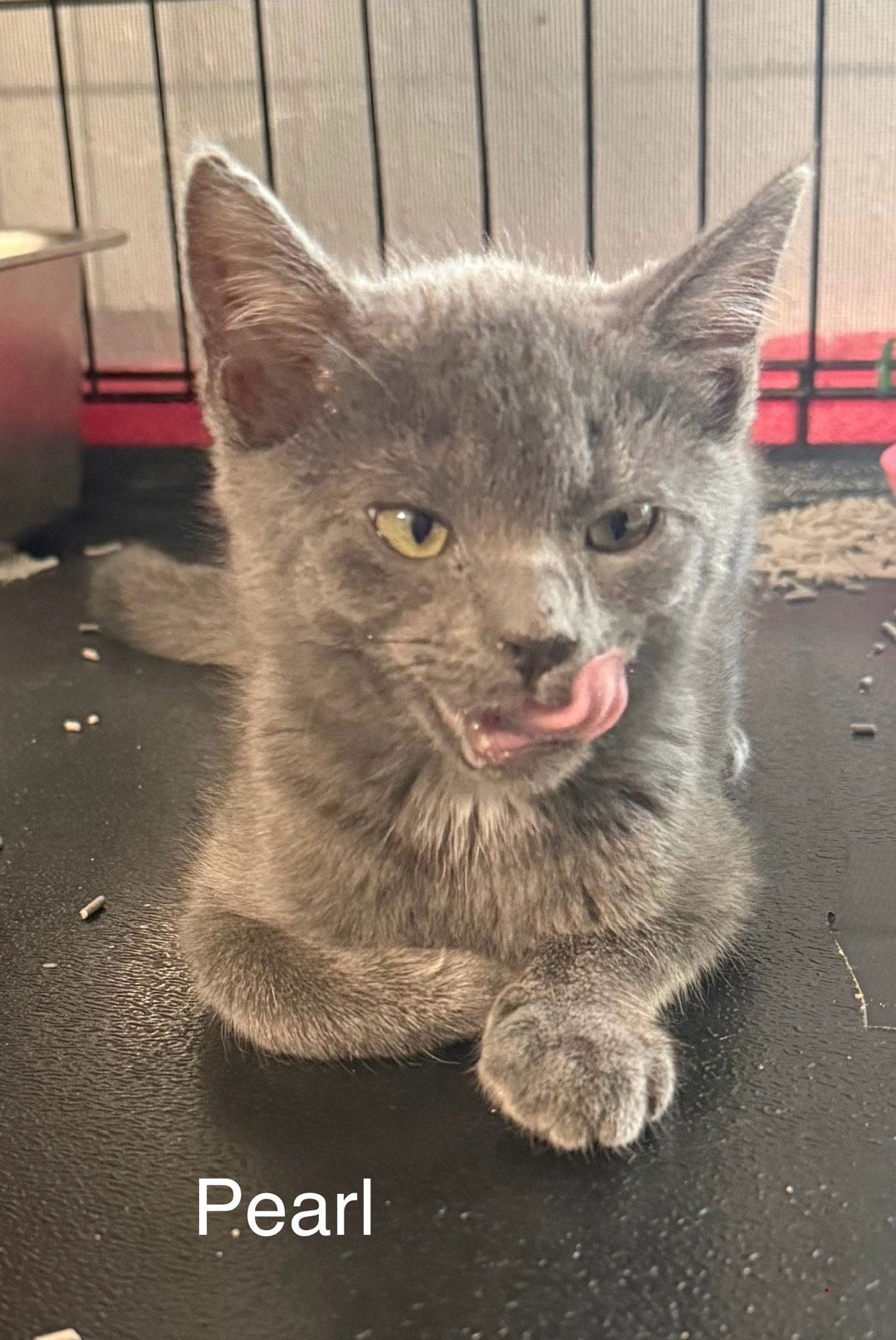 Pearl 10.3.25 - Photo 7