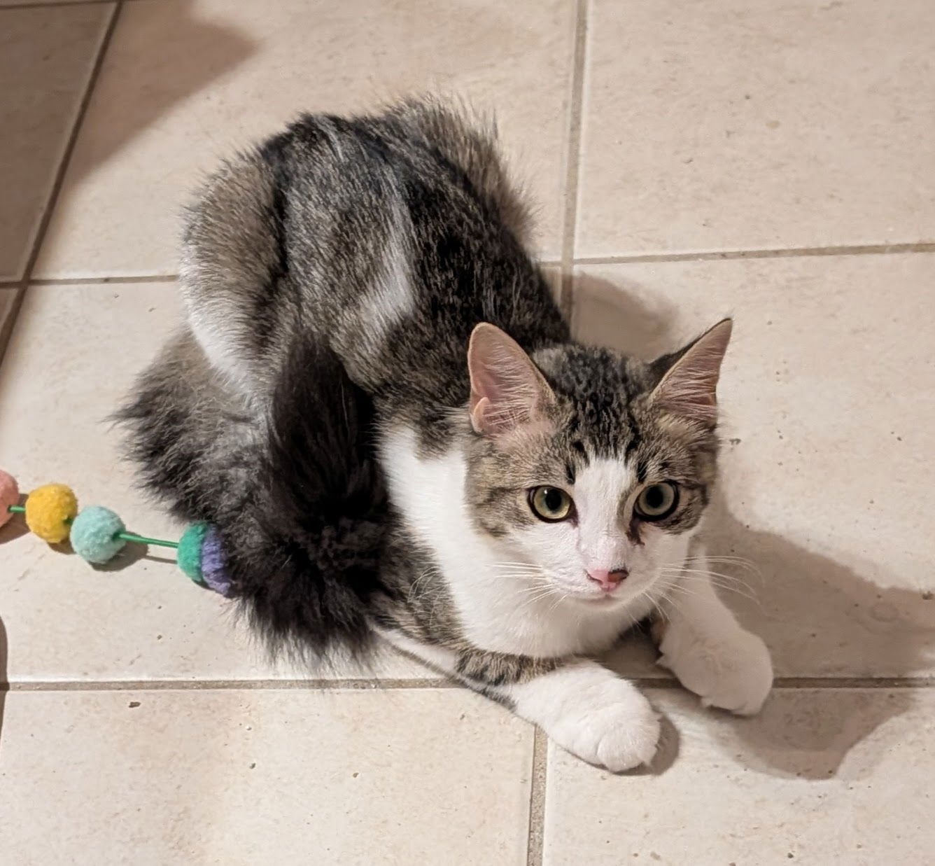 CHARLIE 8.15.25 - Domestic Long Hair / Ragamuffin available for adoption