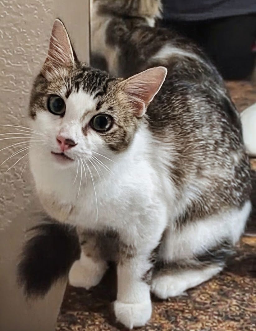 CHARLIE 8.15.25 - Domestic Long Hair / Ragamuffin available for adoption