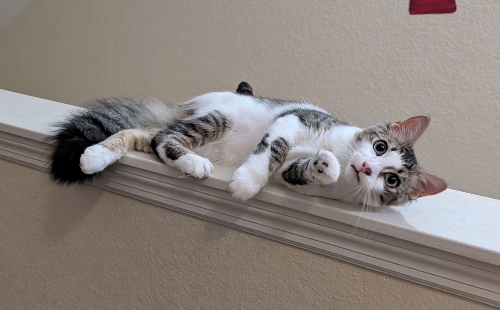 Charlie 8.15.25 - Photo 3