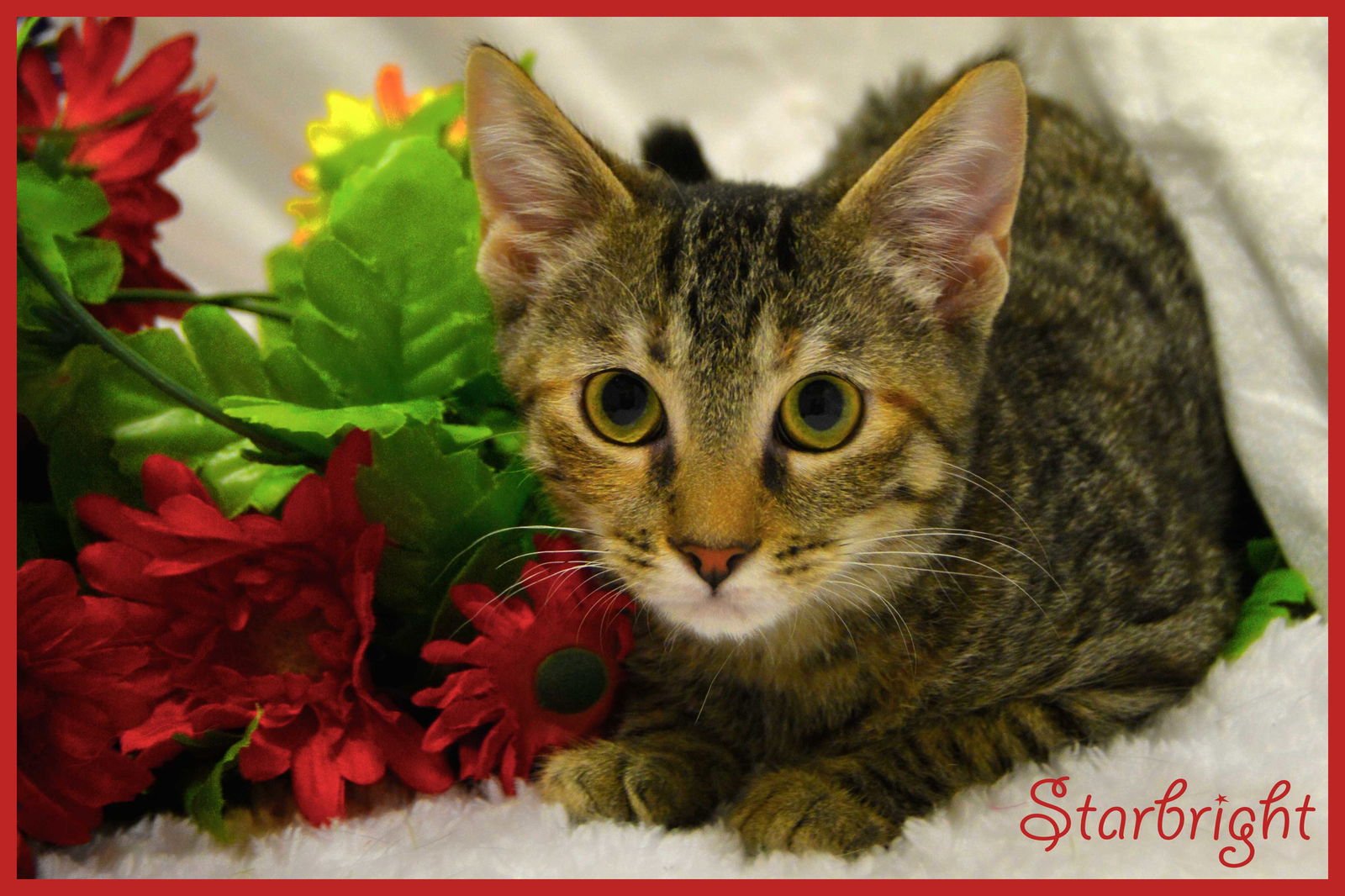 SUGAR 8.20.14 - Torbie / Domestic Short Hair available for adoption